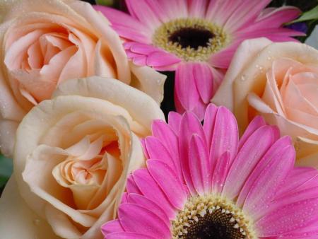rose pèche